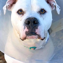 Leader of the Rescue Pack in Rowayton, Connecticut