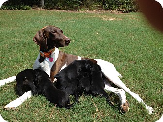 rottweiler pointer mix