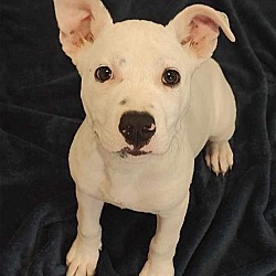 Thumbnail photo of Oakley - $75 Adoption Fee!  Diamond Dog! #4