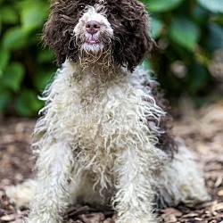 Thumbnail photo of Moyen Poodle Martin #1