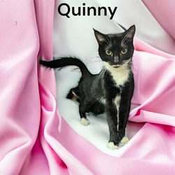 Thumbnail photo of Quinny #2