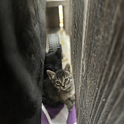 Thumbnail photo of Tabby Kitten Pair #4