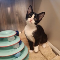 adopt a pet