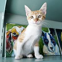 adopt a pet