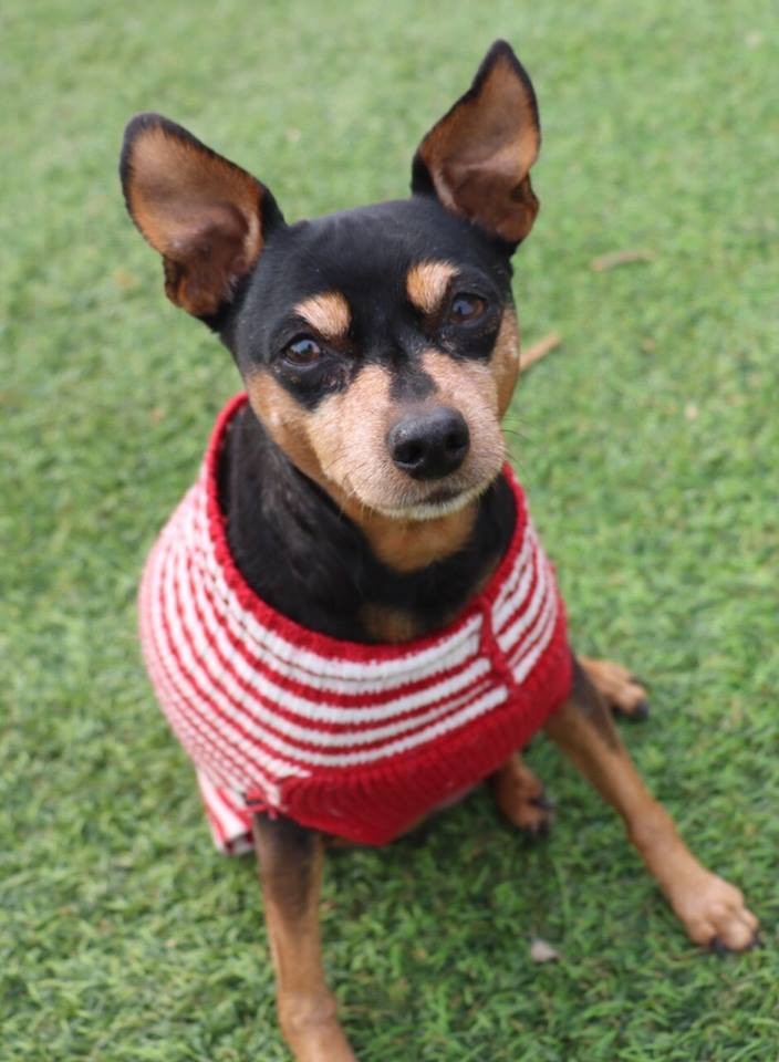 Creston Ca Miniature Pinscher Meet Bebe A Pet For Adoption Creston Ca Miniature Pinscher Meet Bebe A Pet For Adoption