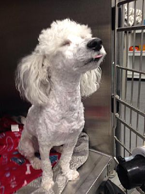 San Diego Ca Miniature Poodle Meet Merlin Jr A Pet For Adoption