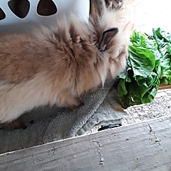 Photo of 2 baby bunnies