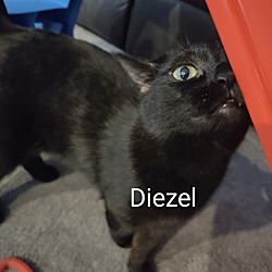 Photo of Diezel