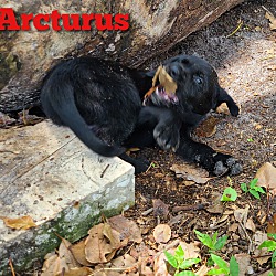 Thumbnail photo of Arcturus #3