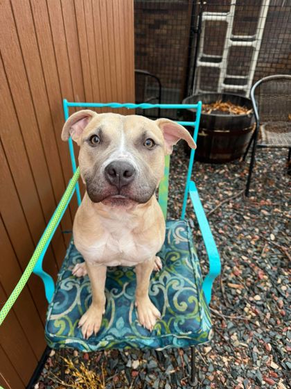 Scottsbluff NE American Pit Bull Terrier. Meet Chico a Pet for