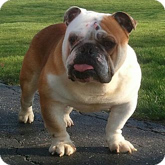 Chicago, IL - English Bulldog. Meet Forest *Adoption Pending* a Pet for ...