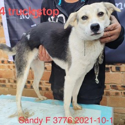 Photo of Sandy 3776