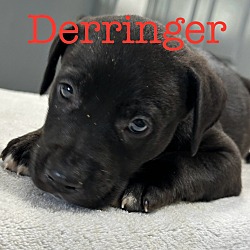 Thumbnail photo of Derrinnger #3
