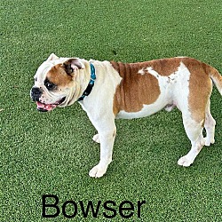 Thumbnail photo of Bowser #2