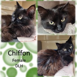 Photo of Chiffon
