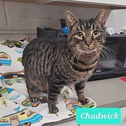 Thumbnail photo of Chadwick #4