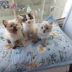 Thumbnail photo of 3 kittens #2