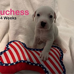 Thumbnail photo of Duchess #3