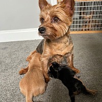 adopt a pet