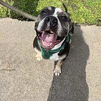 adopt a pet
