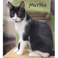 adopt-pet