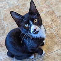 adopt a pet