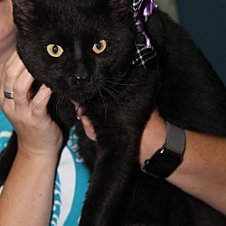 Thumbnail photo of Onyx (Neutered) In Foster Care #2