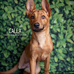 Thumbnail photo of Calla #1