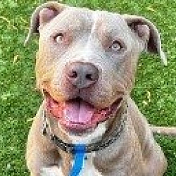 Photo of Kenny - Foster or Adopt Me!