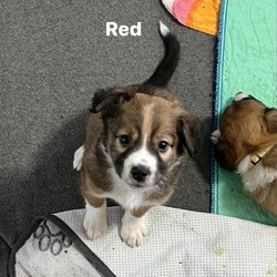 Thumbnail photo of Red Male #1