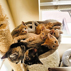 Photo of June Kittens