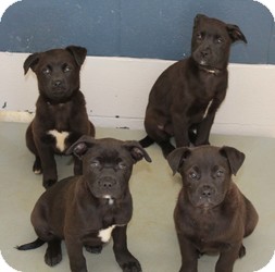 Marlton Nj Labrador Retriever Meet Chocolate Lab Mix Pups A Pet For Adoption