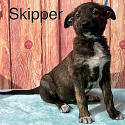 Thumbnail photo of Skipper #2