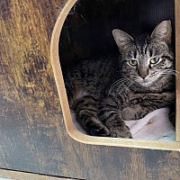 adopt a pet