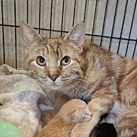 adopt a pet