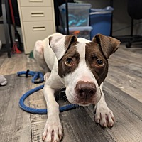 adopt a pet