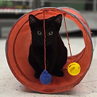 adopt-pet