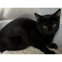 adopt-pet
