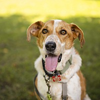 adopt-pet
