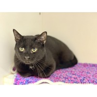 adopt-pet