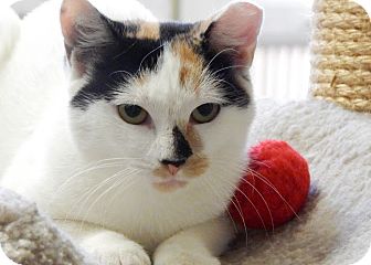 Somerville Ma Calico Meet Bree Somerville Cat Shelter A Pet