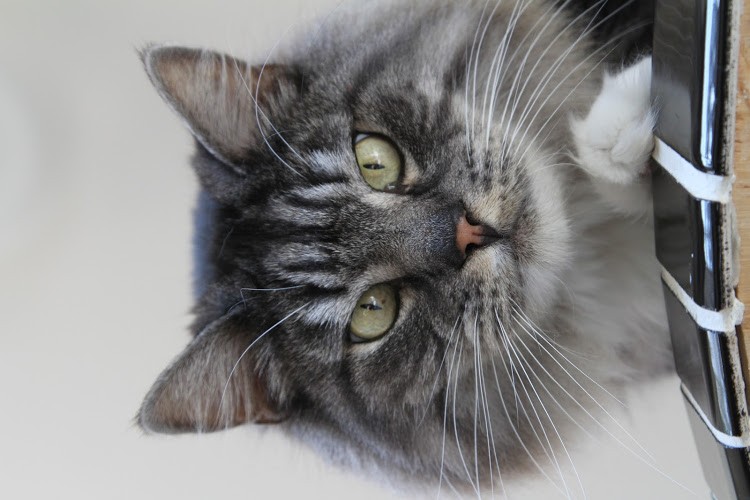 Novato Ca Maine Coon Meet Arimis A Pet For Adoption