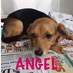East Coast Canine Rescue in Pomfret, Connecticut