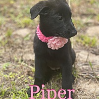 Photo of Piper