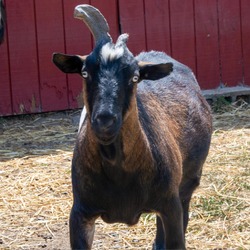 Thumbnail photo of Vincent Van Goat #1