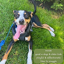 Photo of Koda - Cool dude!