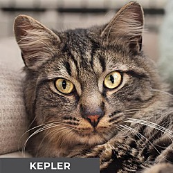 Photo of Kepler