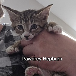 Photo of Pawdrey Hepburn