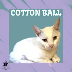 Photo of Cotton Ball