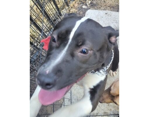 Lancaster, TX - American Staffordshire Terrier/Mixed Breed (Medium ...